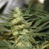 bud12