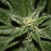 bud3