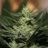 bud2