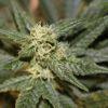 bud14
