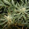 bud15