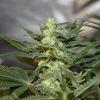 bud8