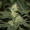 bud23