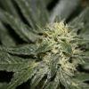 bud20