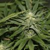 bud6