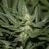 bud18