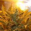 Bud hps1