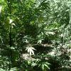 IMG 0822 IMG 0822