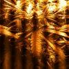 IMG 0310 IMG 0310