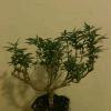 bonsai ICE bonsai ICE