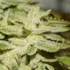 Nycd X Blue Diesel flo +47