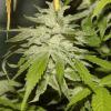 Nycd X Blue Diesel flo +47