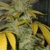 Nycd X Blue Diesel flo +47