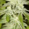Nycd X Blue Diesel flo +47