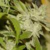 Nycd X Blue Diesel flo +47 Nycd X Blue Diesel flo +47