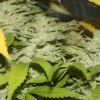 Nycd X Blue Diesel flo +47