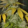 Nycd X Blue Diesel flo +47 Wwaaouuu