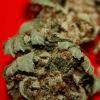 Skywalker Regular Dutch Passion