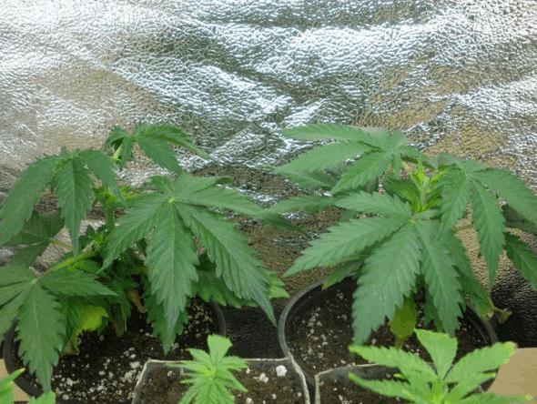 pied mére big bud,top44