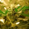F 55 (9) F 55 (9)