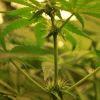 F 34 (9) F 34 (9)