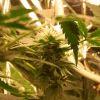 F 65 (5) F 65 (5)