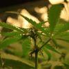 F 34 (8) F 34 (8)