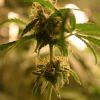 F 65 (6) F 65 (6)