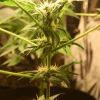 F 65 (7) F 65 (7)