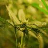 F 34 (10) F 34 (10)