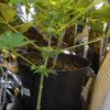 F 55 (11) F 55 (11)