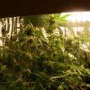 F 65 (9) F 65 (9)