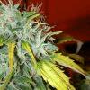 Çà trichome sec !