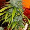 Gros plan sur une bud