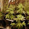 celle de mon pote sous eco 200W celle de mon pote sous eco 200W