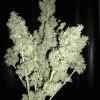 bouquet skunk Flo   74