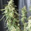 lemon Bud Flo 70