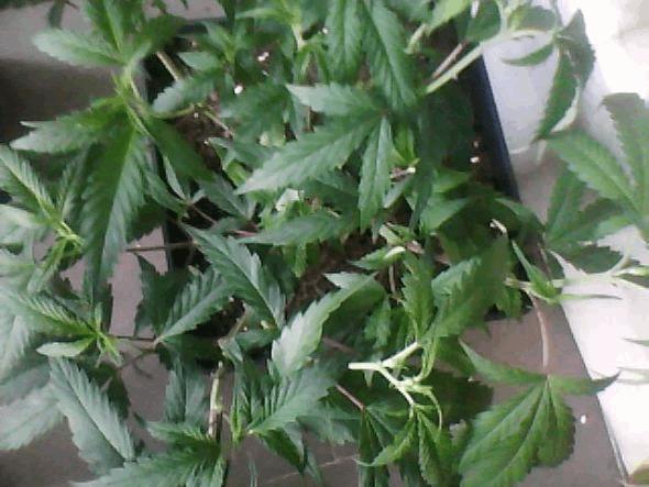 IMG0005 IMG0005
