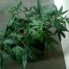 IMG0015 IMG0015