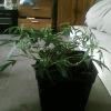 IMG0014 IMG0014
