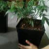 IMG0012 IMG0012