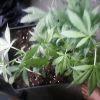 IMG0003 IMG0003