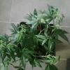 IMG0008 IMG0008