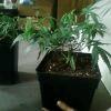 IMG0013 IMG0013