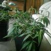IMG0011 IMG0011
