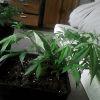 IMG0016 IMG0016
