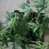 IMG0007 IMG0007