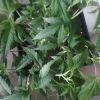 IMG0005 IMG0005
