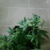 IMG0010 IMG0010