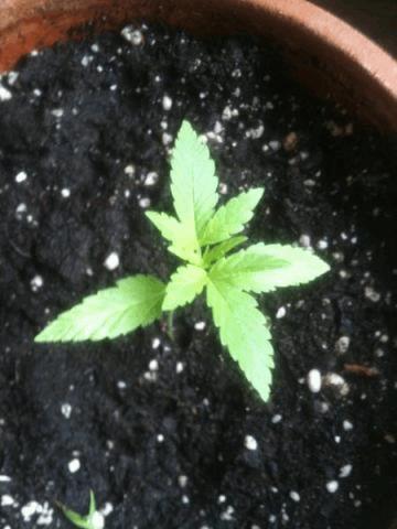 big bud